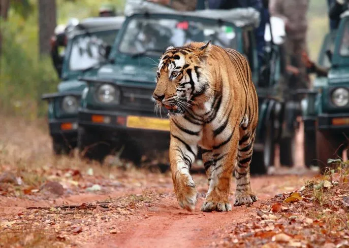 ranthambhore kerstreis gezin